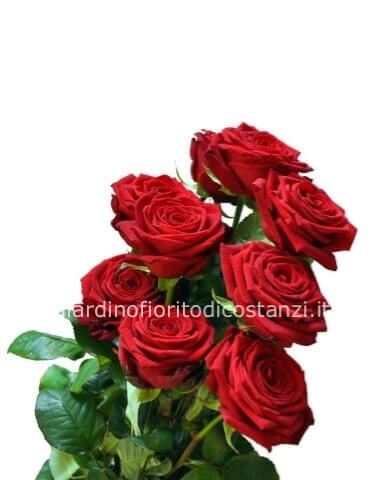 fascio rose