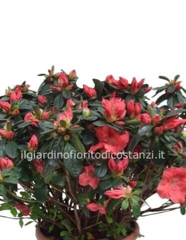Azalea in vaso